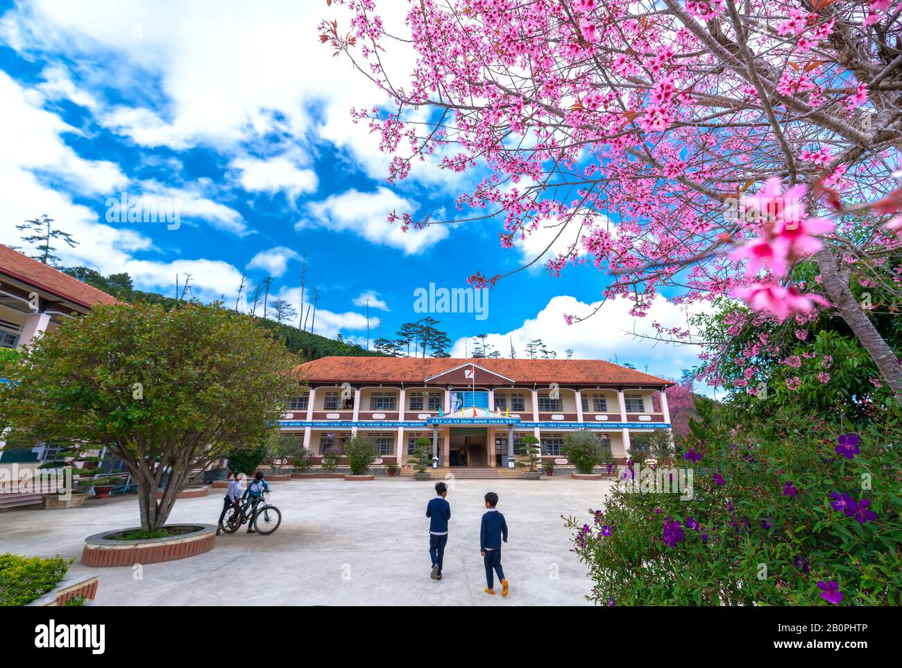 Elementary students in uniforms play in a school yard next to a cherry  blossom tree in middle of yard in spring morning on outskirts of Da Lat  Stock Photo - Alamy