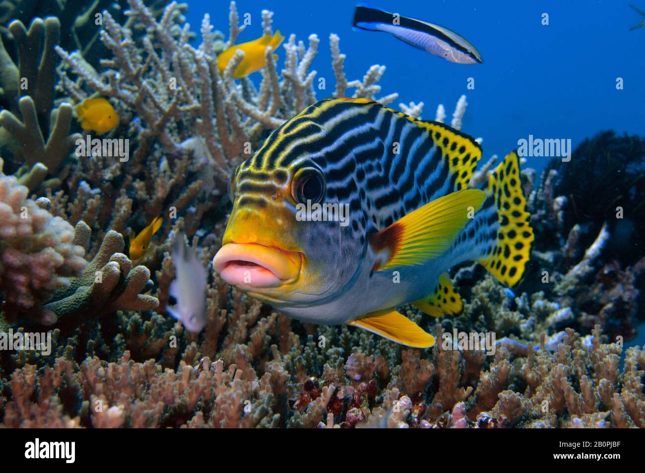 Yellowbanded sweetlips, Plectorhinchus lineata, and a bluestreak cleaner wrasse, Labroides dimidiatus, Komodo National Park, Indonesia Stock Photo