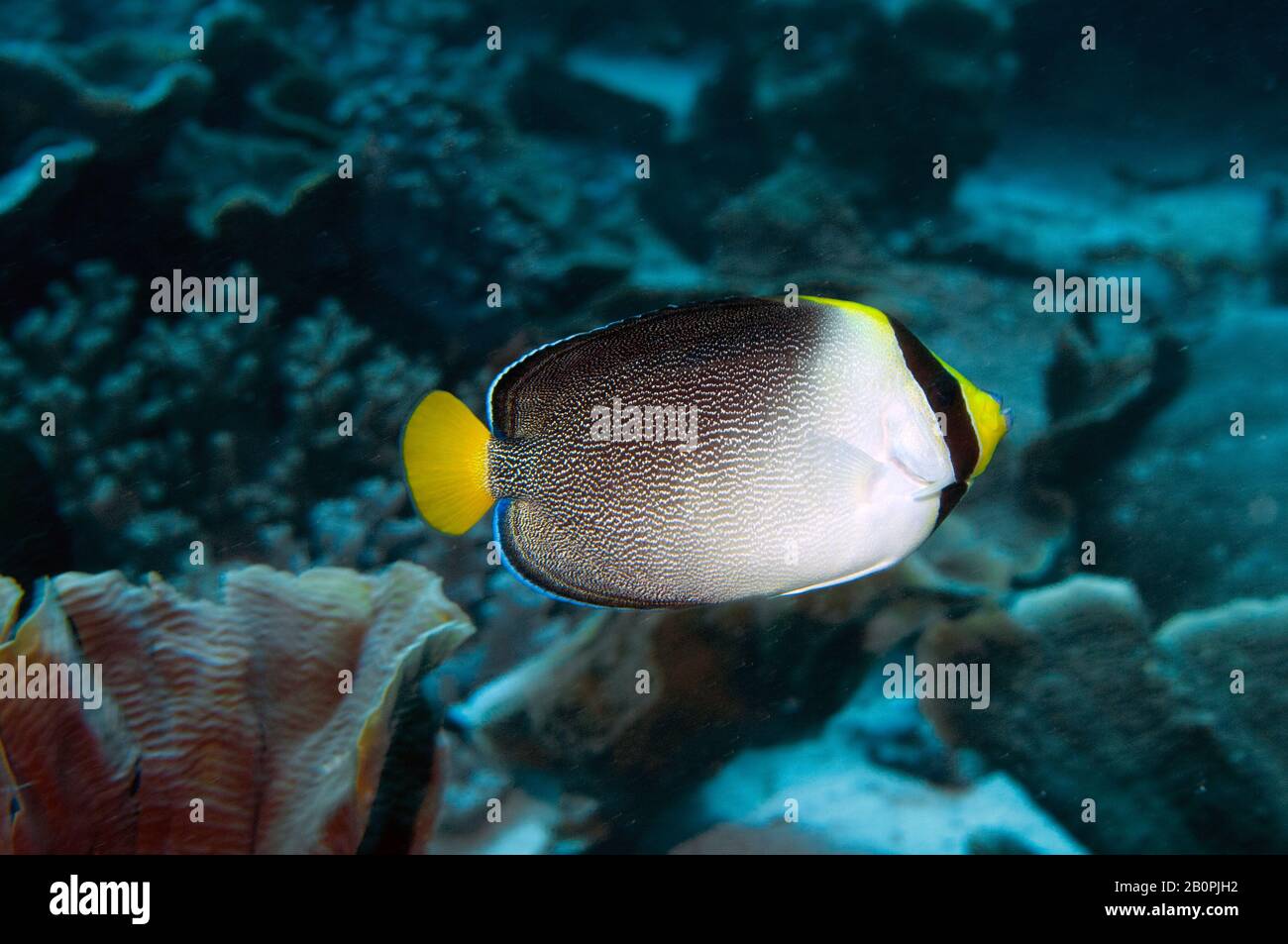 butterflyfish-chaetodon-sp-komodo-national-park-indonesia-stock
