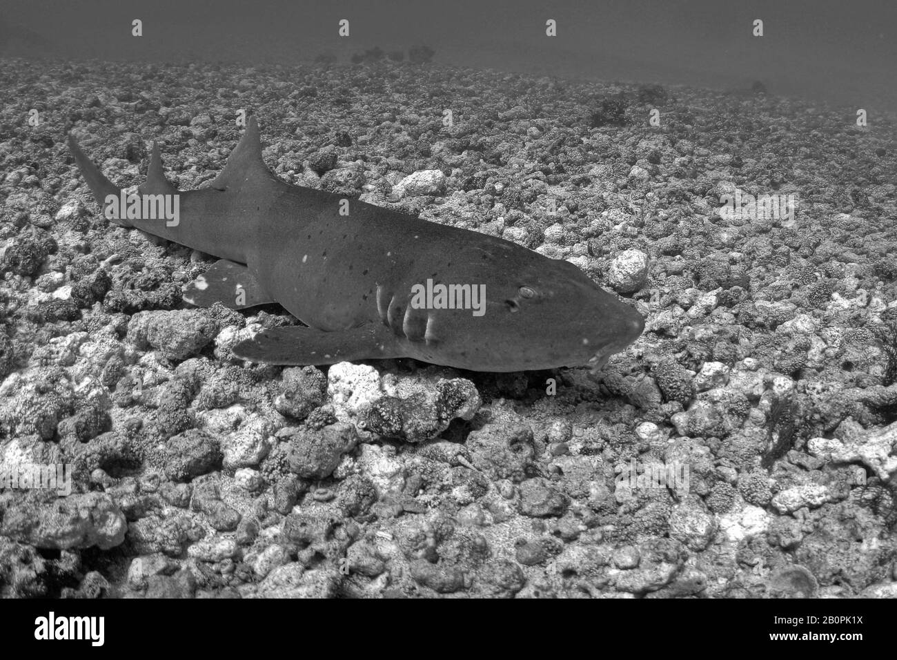 Gray Bamboo or longtail carpet shark, Chiloscyllium griseum, Komodo