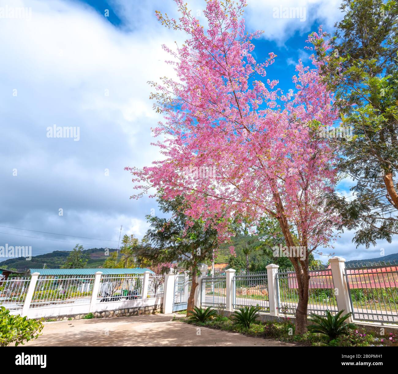 Apricot cherry tree blossom in the spring morning next to a motorcycle