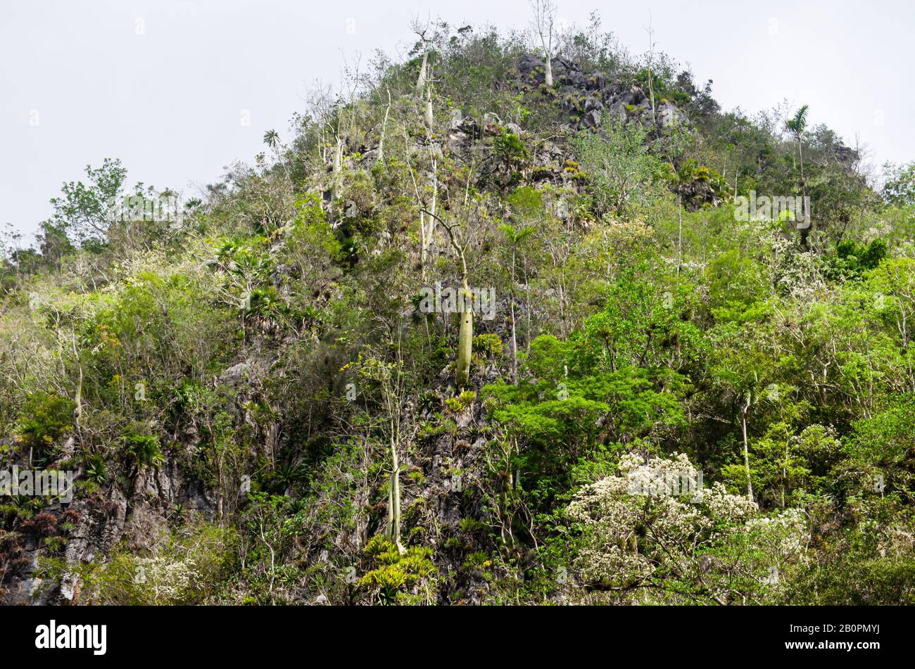 Natural landscape of the mogotes in the Viñales Valley Stock Photo