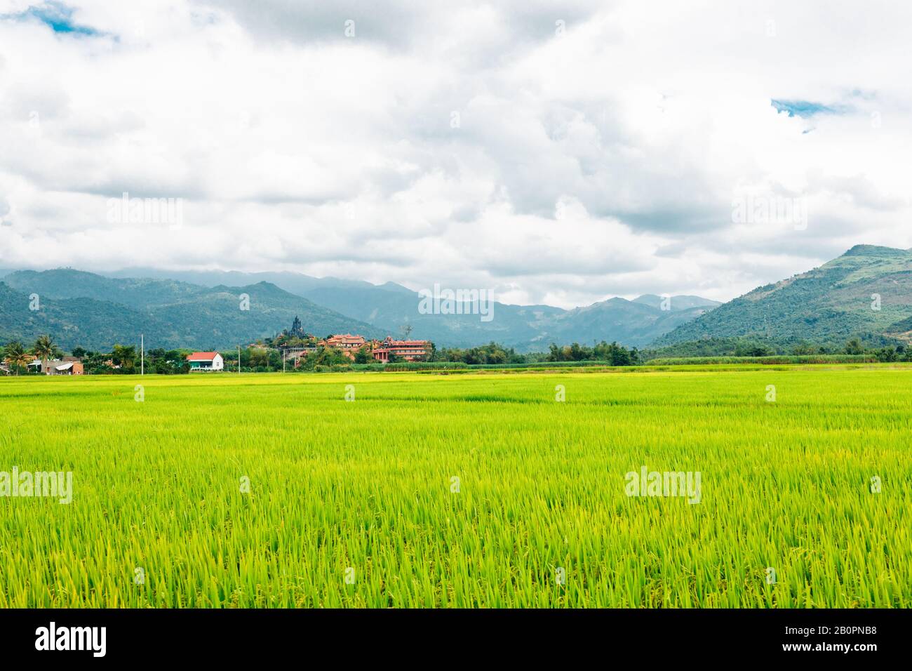 Rice field, green rice sprouts in the meadow. Young green rice