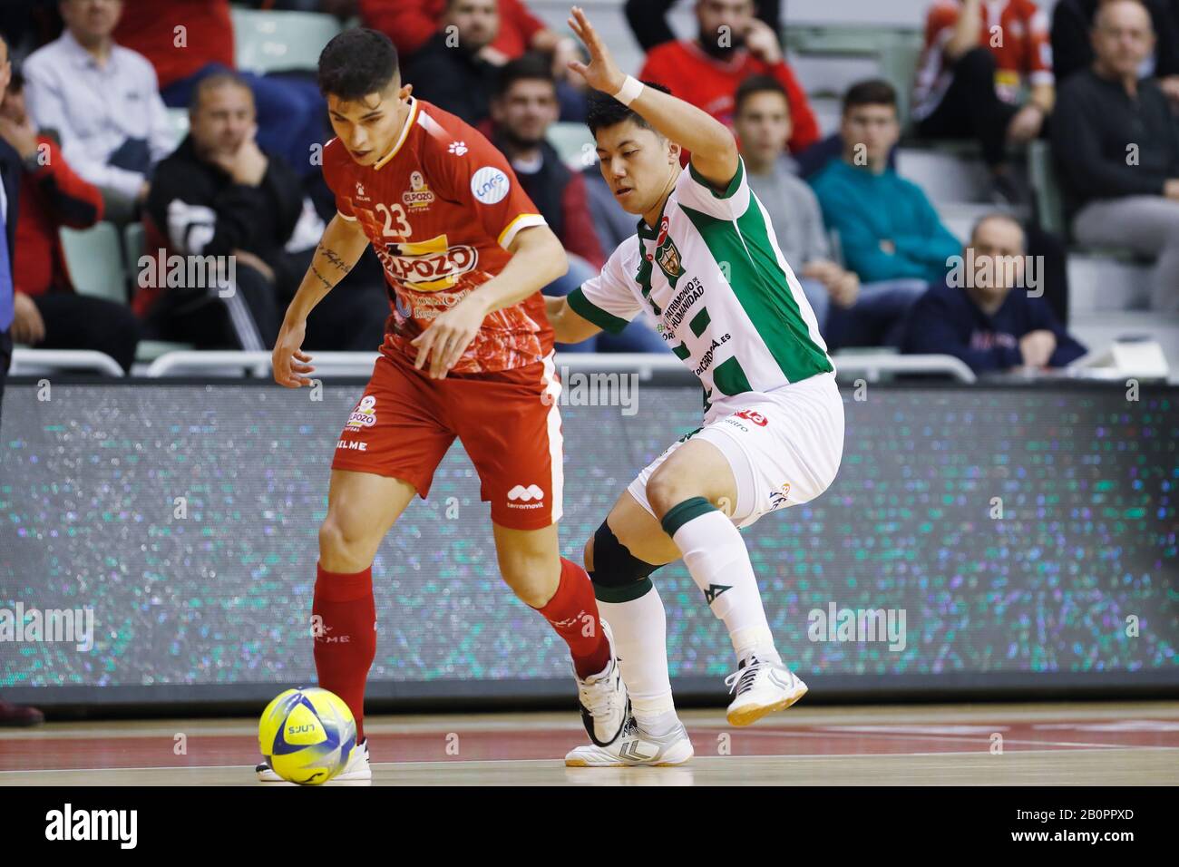 Murcia, Spain. 19th Feb, 2020. (L-R) Dario (ElPozo), Kazuya Shimizu  (Cordoba) Futsal : Spanish 