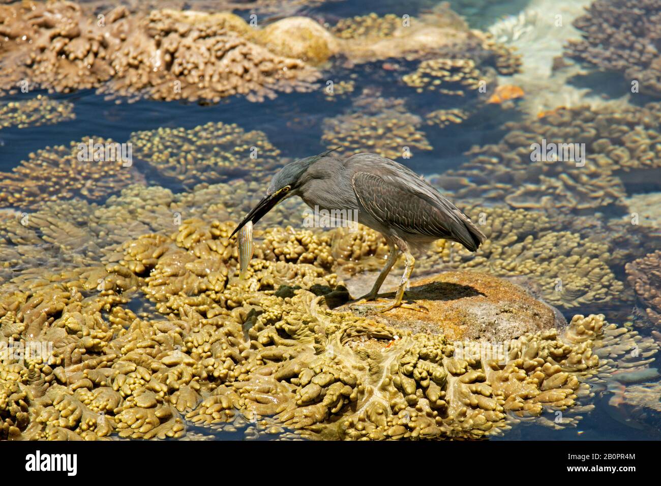Striated heron, Butorides striata, fishes out a twospot wrasse, Halichoeres biocellatus, on an exposed coral reef, Sinularia sp., Kapalai, Malaysia Stock Photo