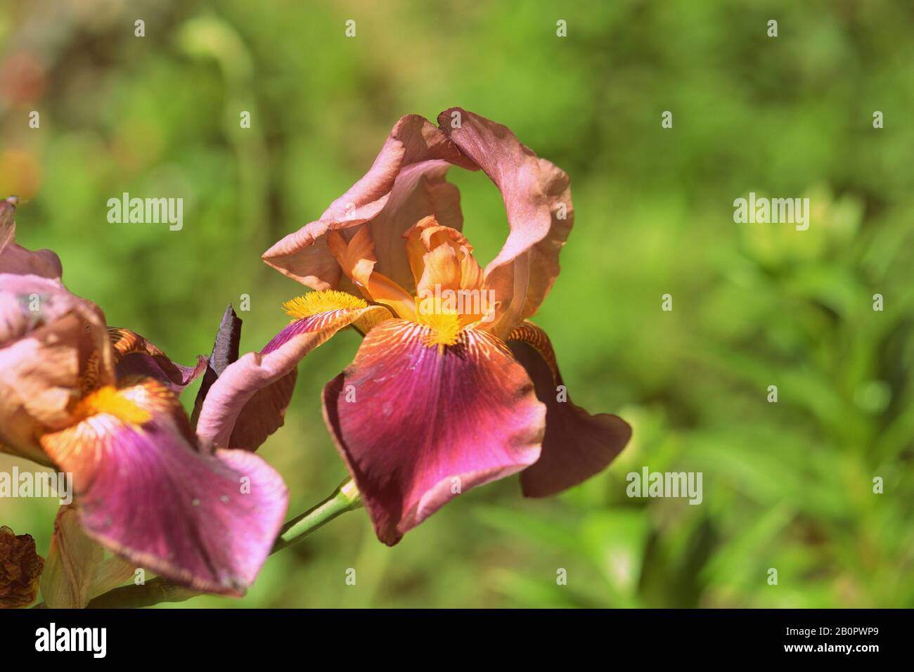 Beautiful iris flower in the summer garden on a synny day close-up. Retro style toned Stock Photo