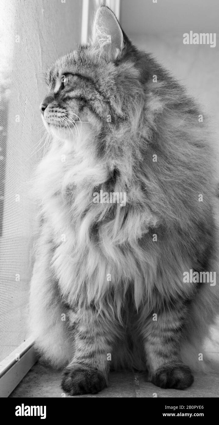 Long haired black cat Black and White Stock Photos & Images - Alamy