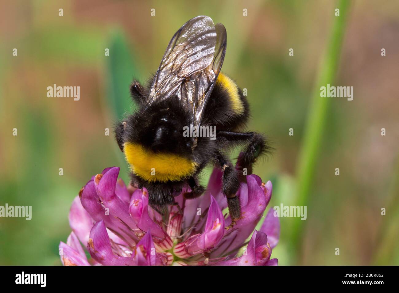 Bumblebee is gathering pollen from a clover flower on a spring meadow
