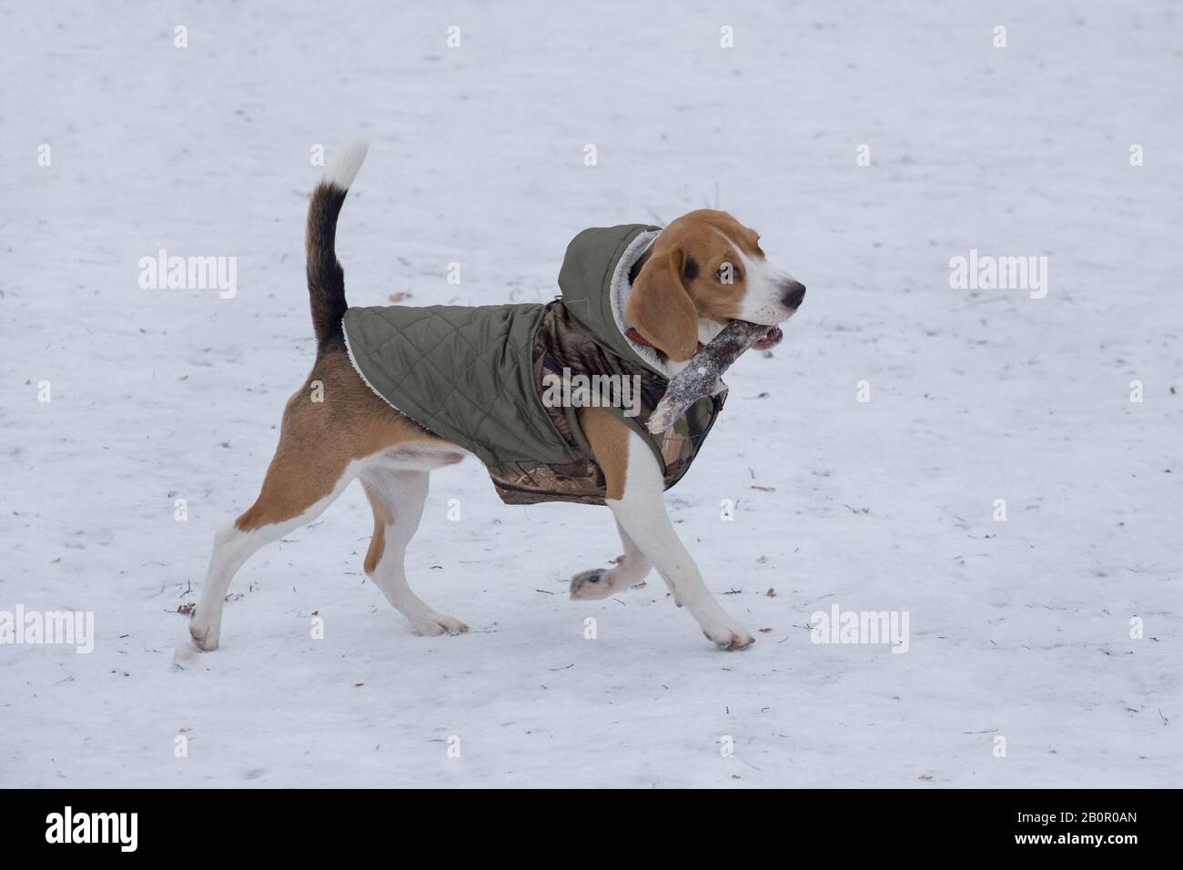 Cute english beagle puppy is running with a wooden stick in his teeth. Pet animals. Purebred dog. Stock Photo