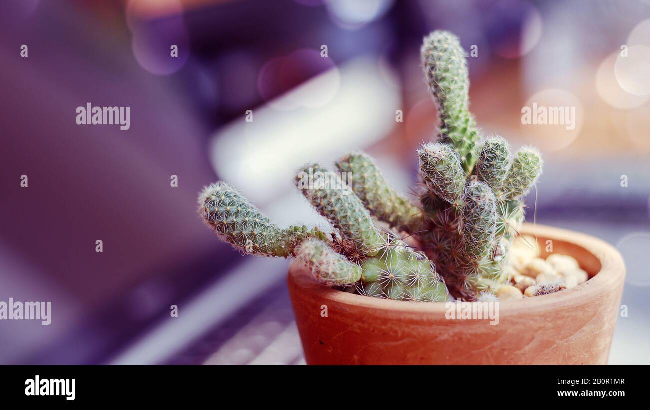 image of cactus with old color filter style and bokeh light at background, cactus is a popular pastime of the new generation Stock Photo