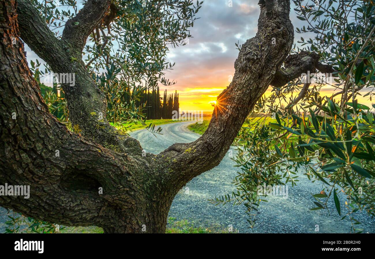 Olive Tree branches and bark, cypresses and country road on background at sunset. Casale Marittimo. Pisa, Tuscany, Italy. Stock Photo