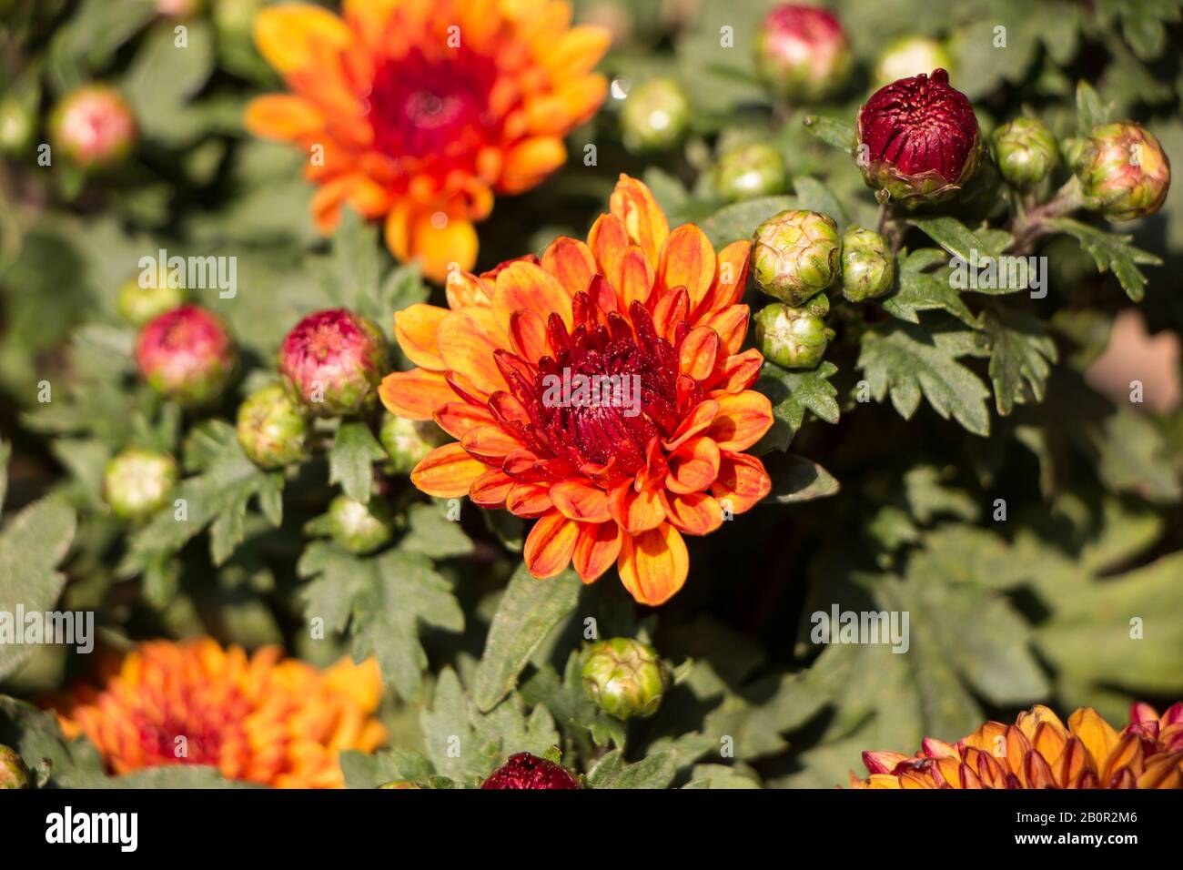 A close up photo of a bunch of chrysanthemum flowers Stock Photo Alamy