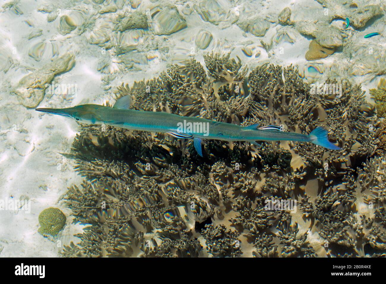 Bluespotted cornetfish, Fistularia commersonii, being cleaned by bluestreak cleaner wrasses, Labroides dimidiatus, Kapalai, Malaysia Stock Photo