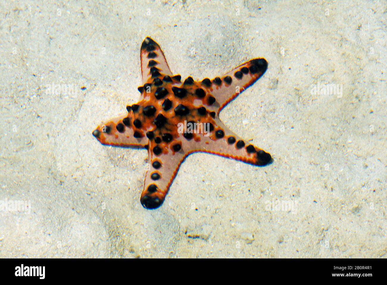 Chocolate chip sea star, Protoreaster nodosus, on sand, Kapalai, Malaysia Stock Photo