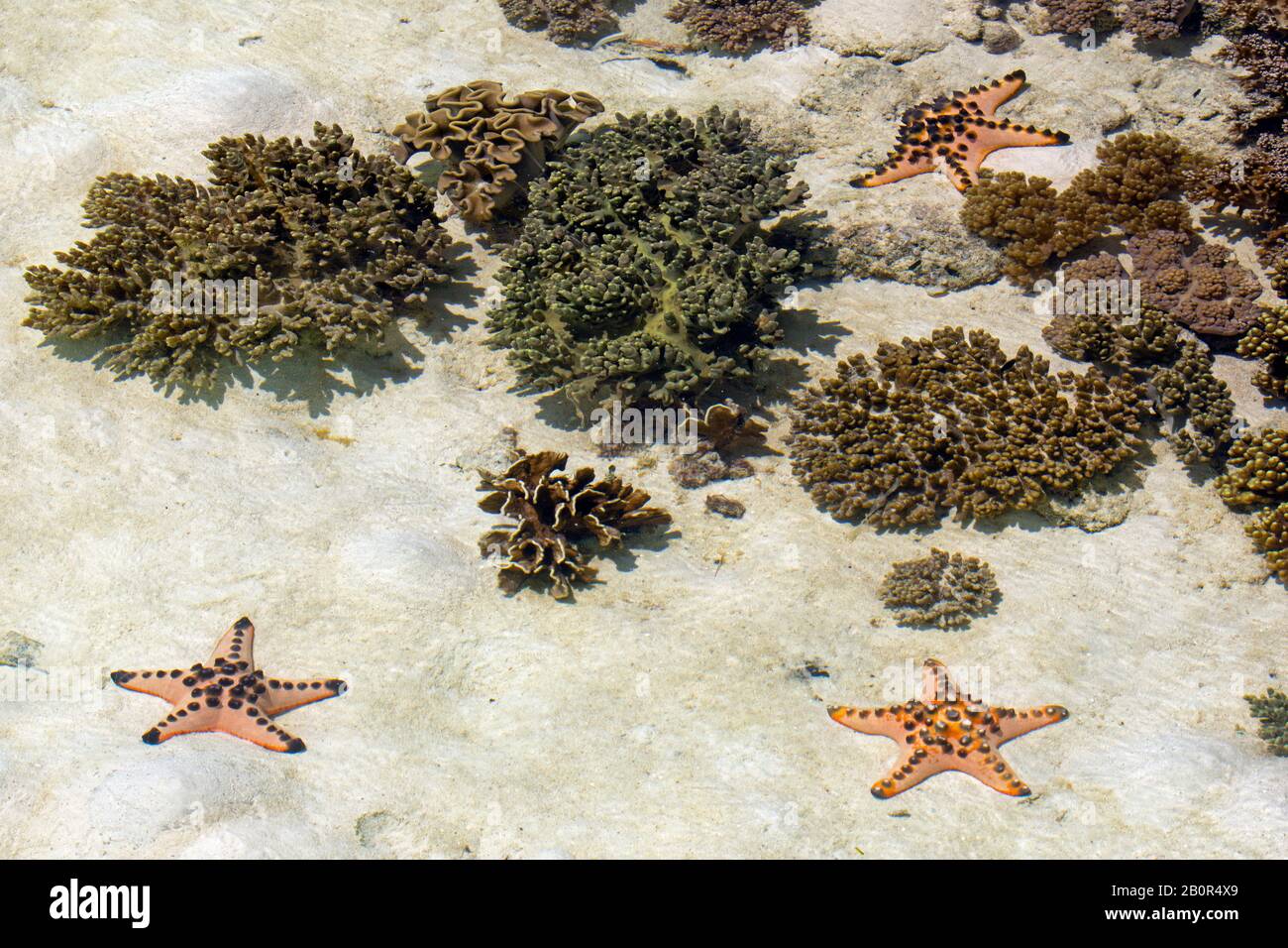 Chocolate chip sea stars, Protoreaster nodosus, around a shallow coral reef, Kapalai, Malaysia Stock Photo