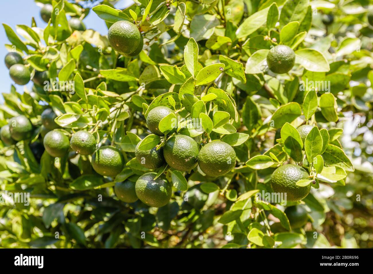 Fresh limes growing on the trees. Citrus farm, Kintamani Regency
