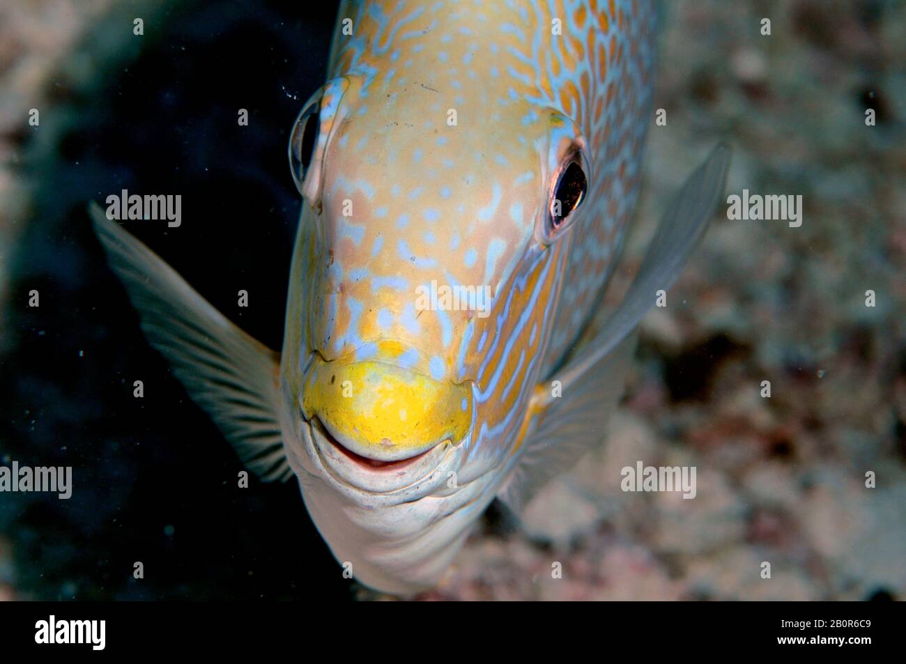 Golden rabbitfish, Siganus guttatus, Sipadan Island, Malaysia Stock Photo