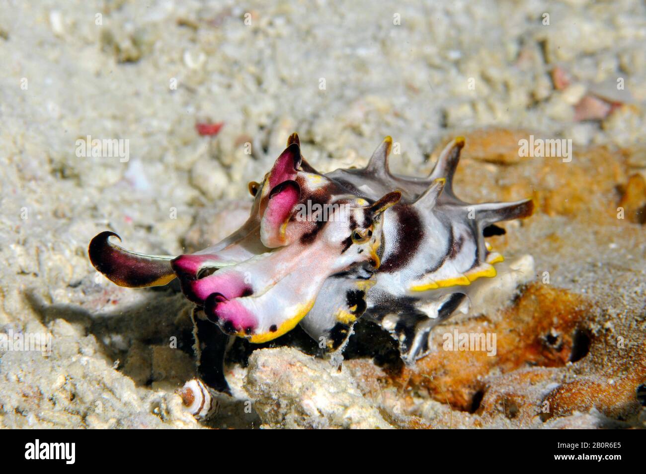 Flamboyant cuttlefish, Metasepia pfefferi, Kapalai House Reef, Kapalai ...