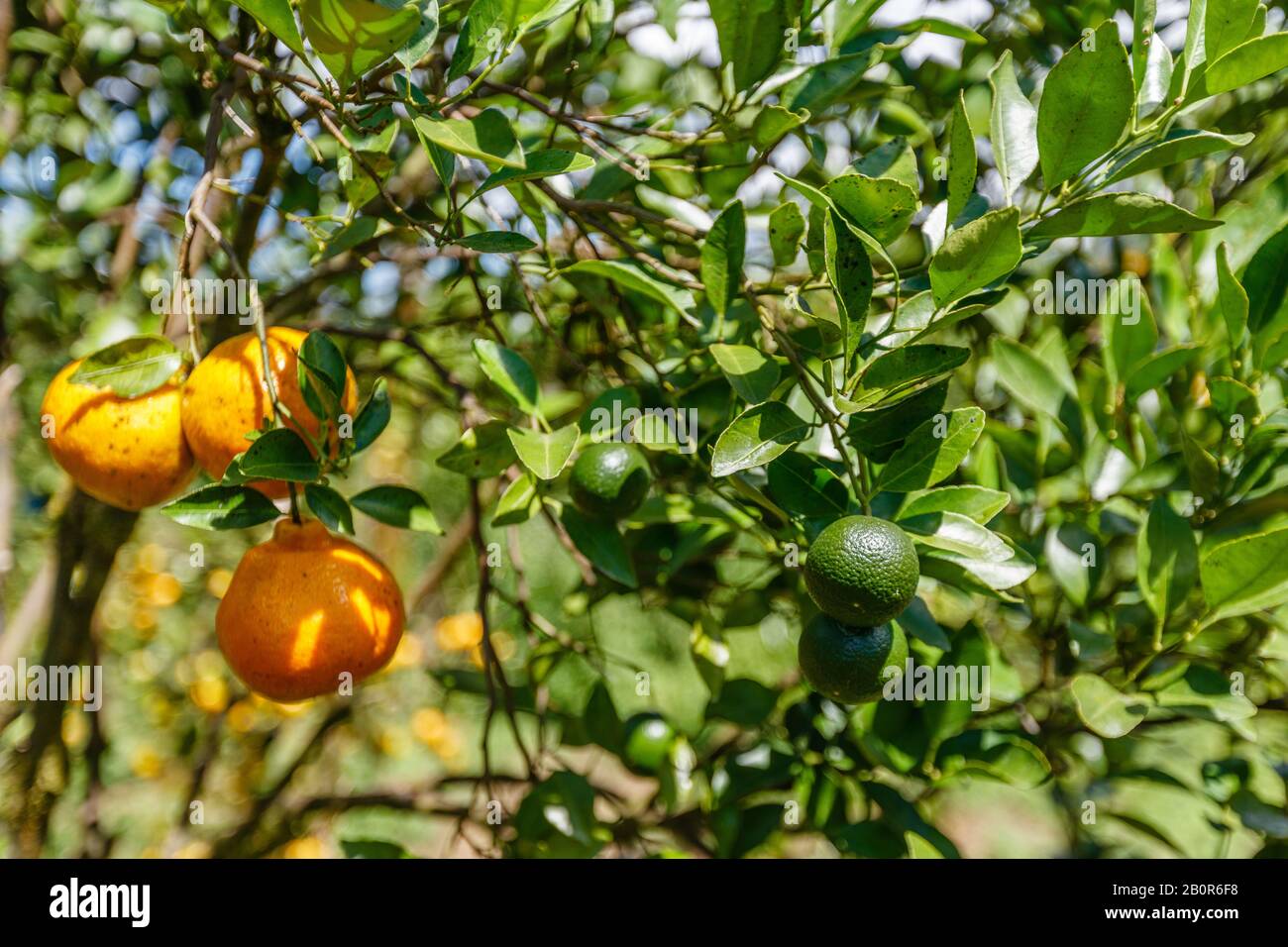Fresh limes and oranges growing on the trees. Citrus farm, Kintamani  Regency, Bangli, Bali, Indonesia Stock Photo - Alamy