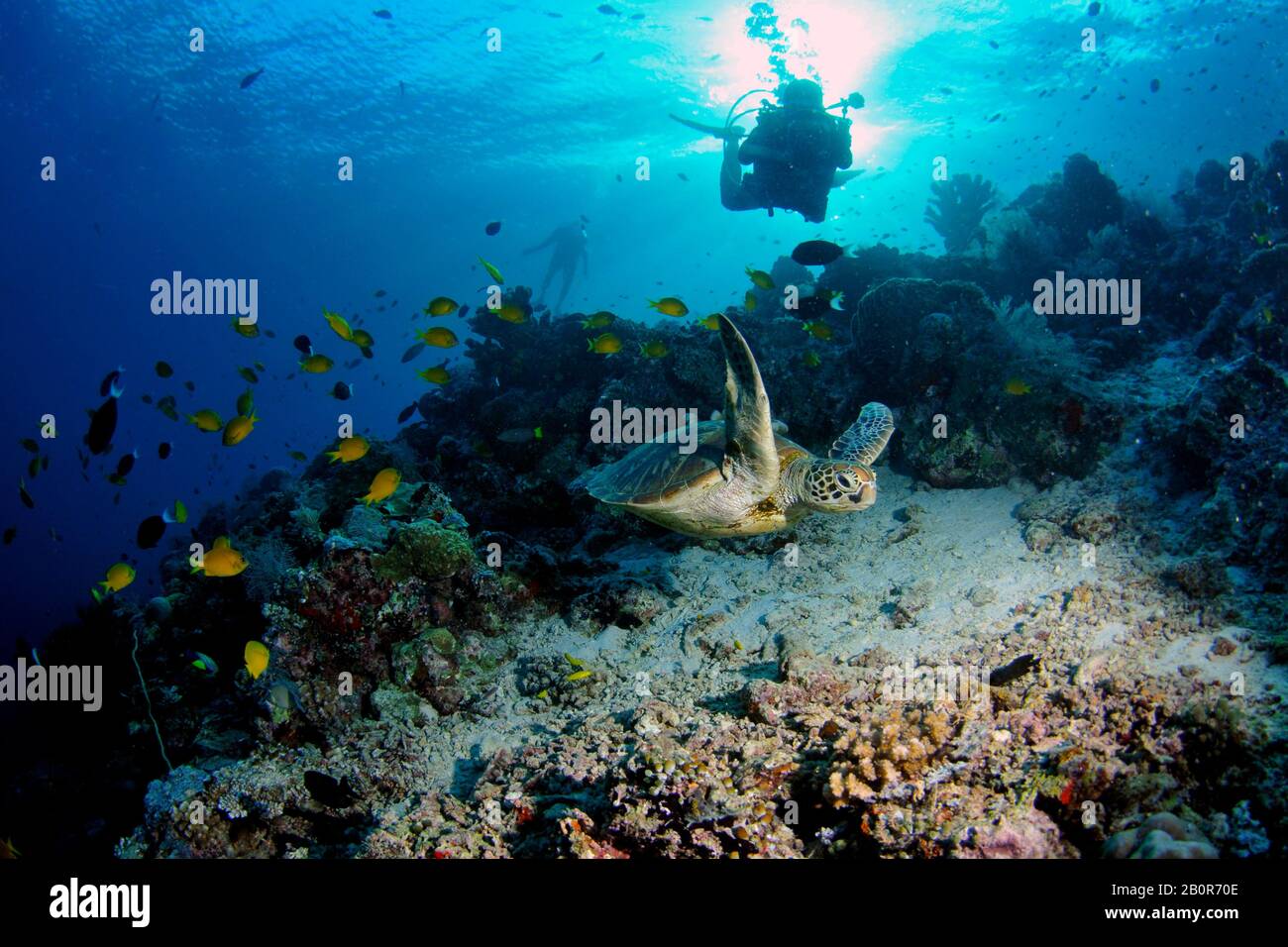 Underwater photographer clicks a green sea turtle, Chelonia mydas, on a coral reef, Sipadan Island, Malaysia Stock Photo