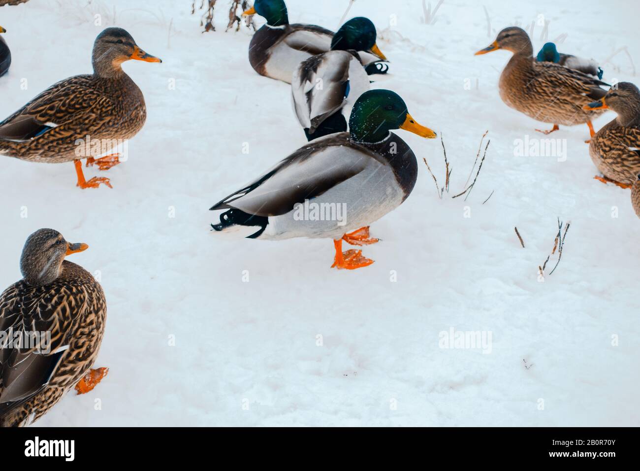 hungry ducks in winter. a flock of birds Stock Photo