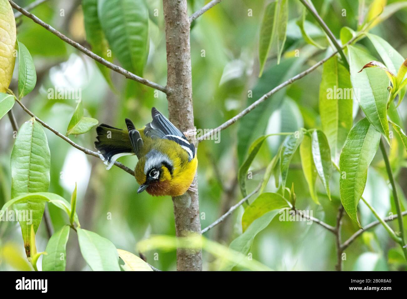 Black Eared Shrike Babbler, Pteruthius melanotis, Neora Valley National Park, Kalimpong, West Bengal, India Stock Photo