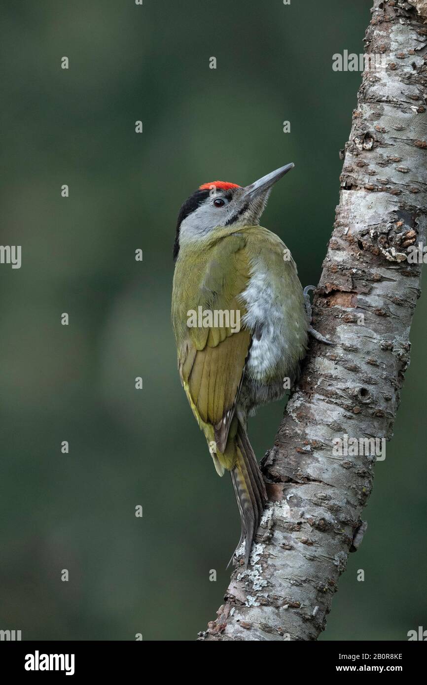 Grey headed woodpecker (male), Picus canus, Sattal, Nainital, Uttarakhand, India Stock Photo