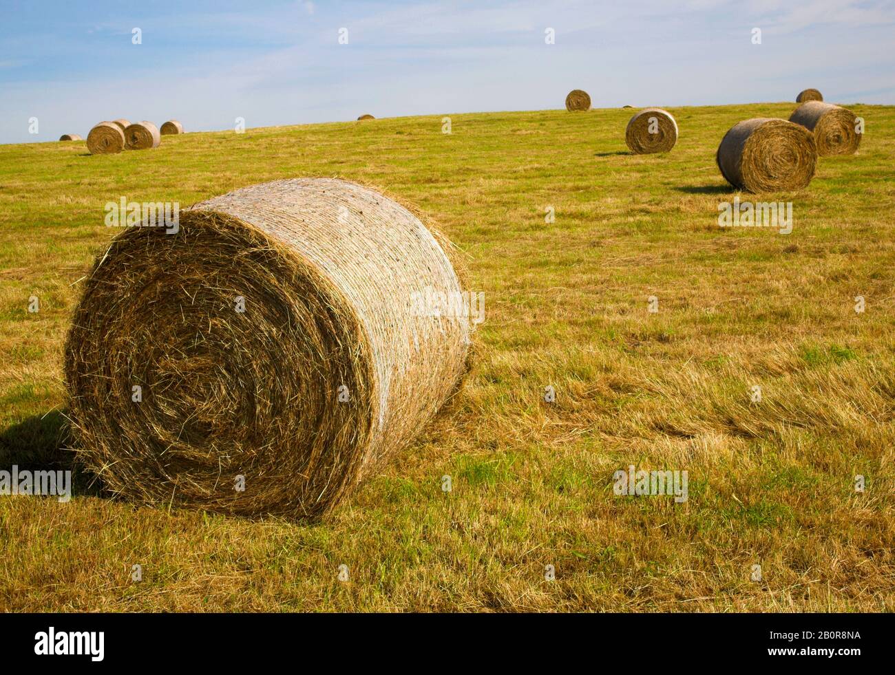 Round hay bales on hillside in field of freshly cut grass, Suffolk