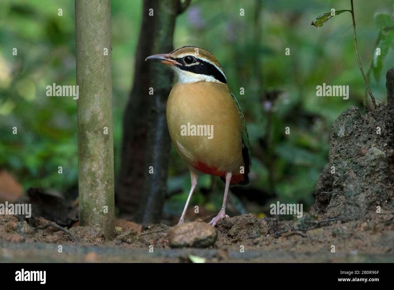 Indian Pitta, Pitta brachyura, Salim Ali Bird Sanctuary, Thattekad, Kerala, India Stock Photo