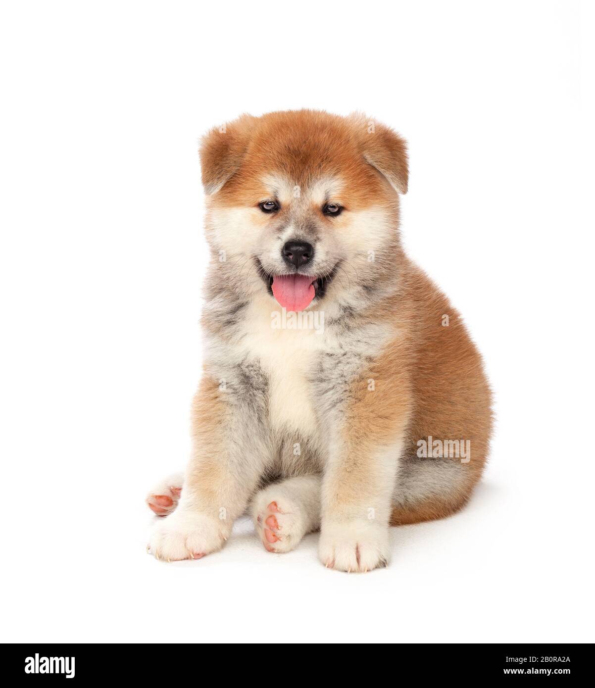 Akita Inu puppy dog on white background Stock Photo - Alamy