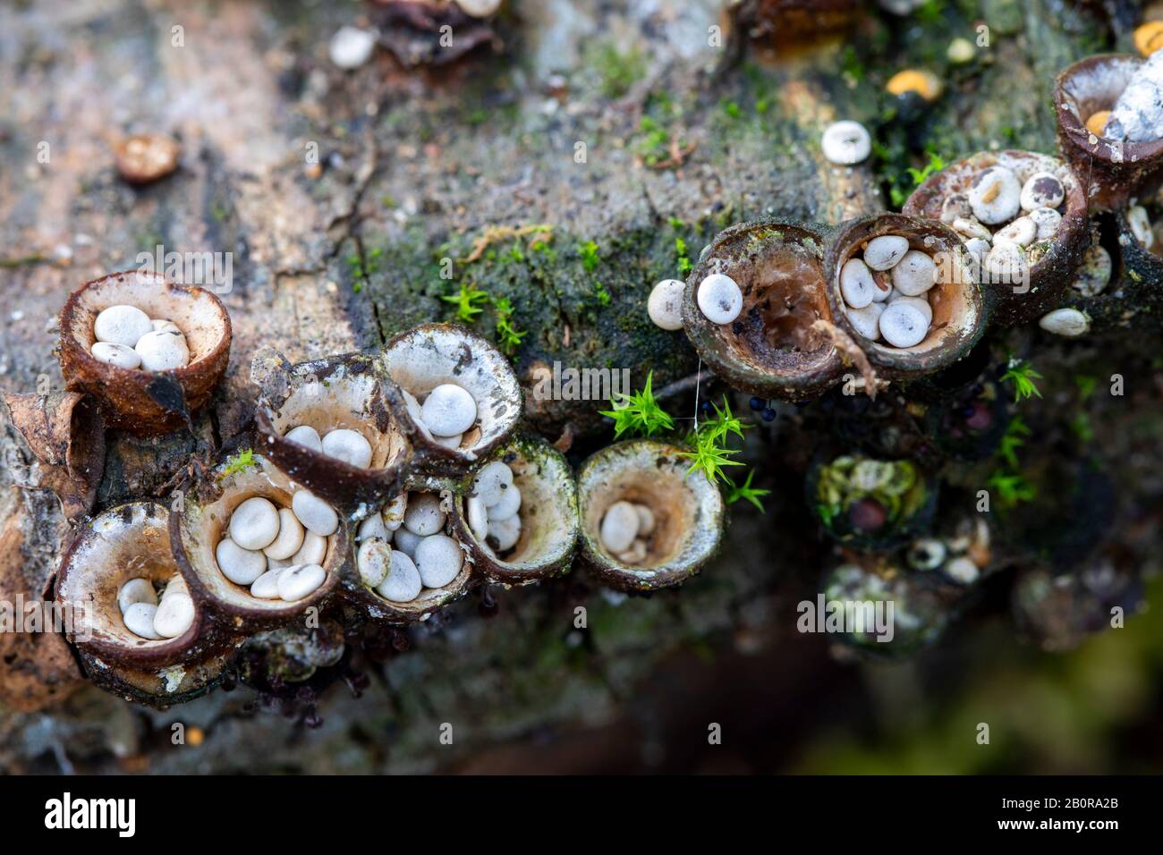 Crucibulum laeve, small mushrooms like bird nests. Leon, Spain Stock Photo