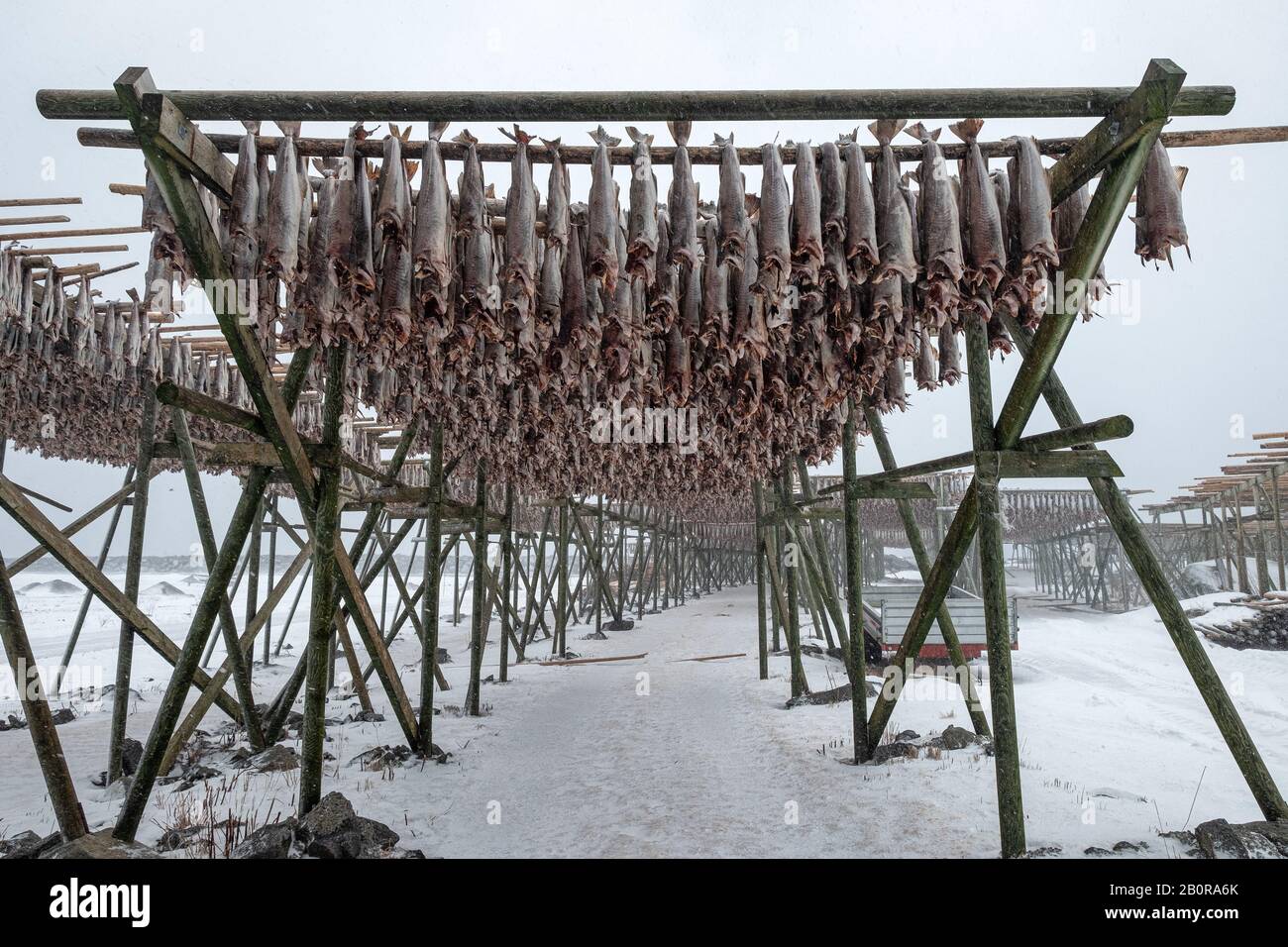 Cod Fish Drying Rack Cod fish headless drying on wooden racks in winter. Traditional food in ...