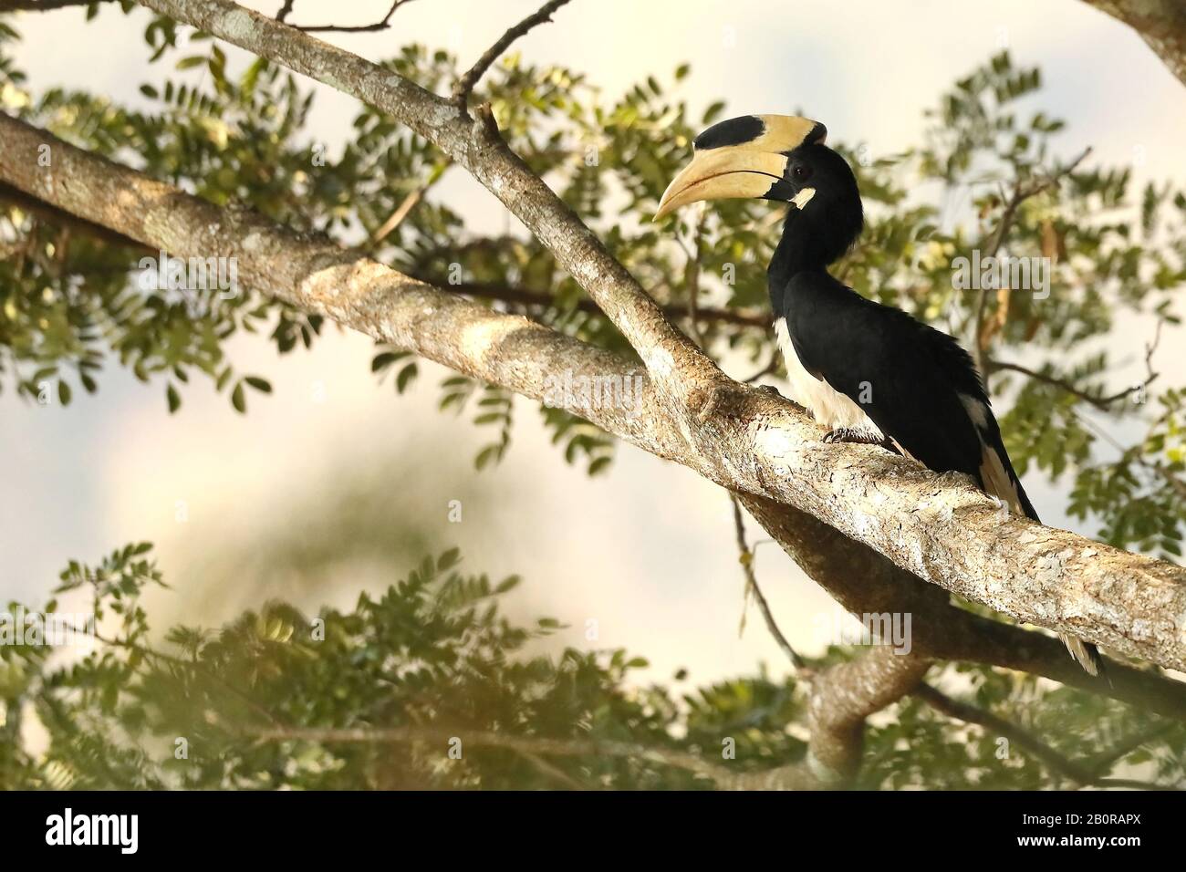 Malabar Pied Hornbill, Anthacoceros coronatus, Dandeli, Karnataka, India Stock Photo