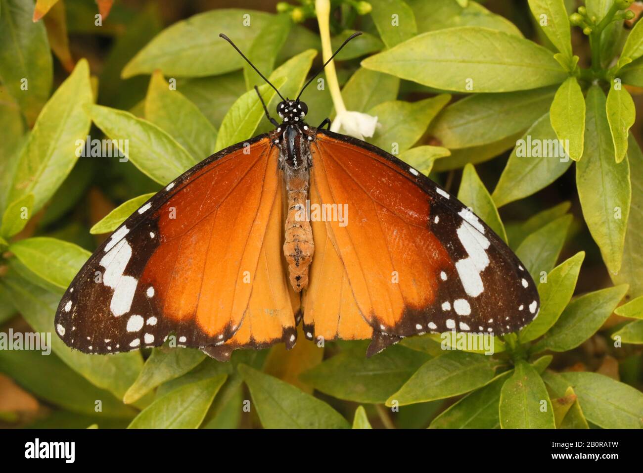 Plain Tiger Butterfly, Danaus chrysippus, Hesaraghatta, Bangalore, Karnataka, India Stock Photo