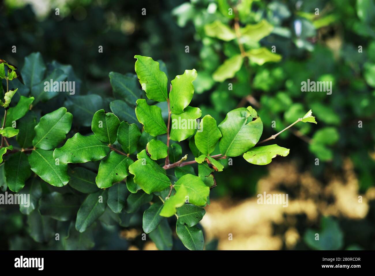 Carob tree ceratonia siliqua hires stock photography and images Alamy