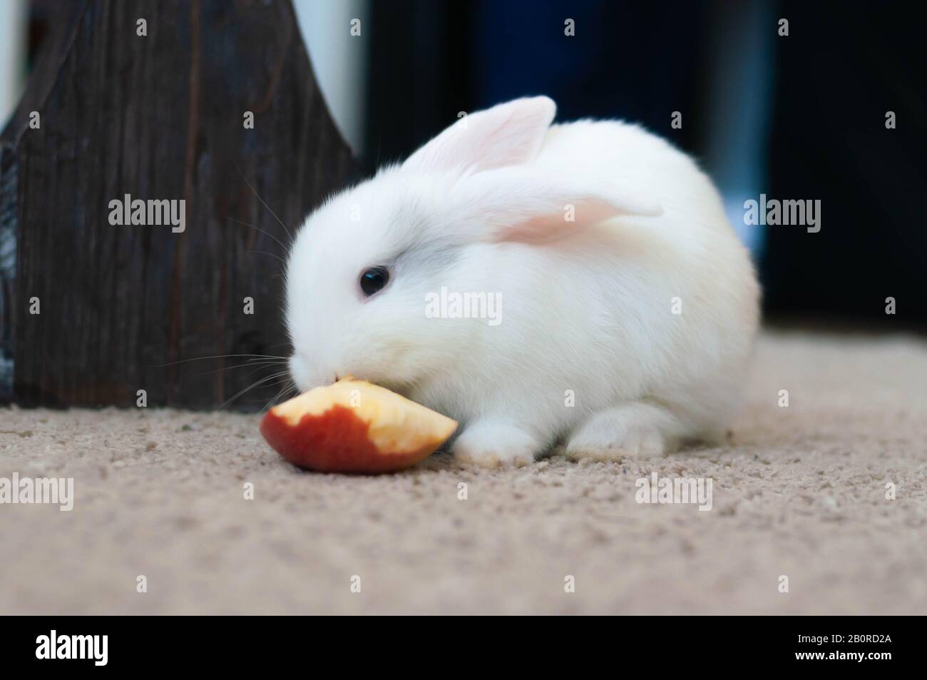 small domestic lop white rabbit longeared eat apple Stock Photo Alamy