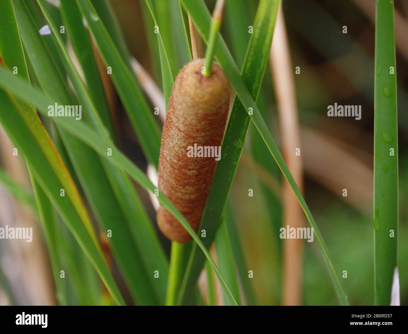 Medium close up shot of a hot dog plant, also called cattail. This grows  usually in the swamps Stock Photo - Alamy