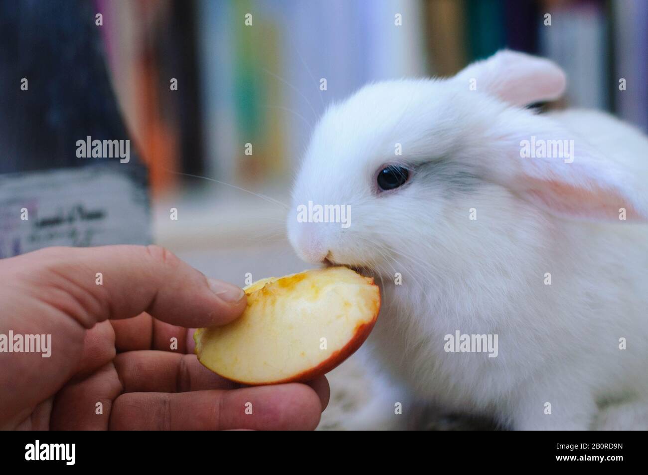 White homemade long-haired rabbit eats apple with the hands of a boy Stock Photo