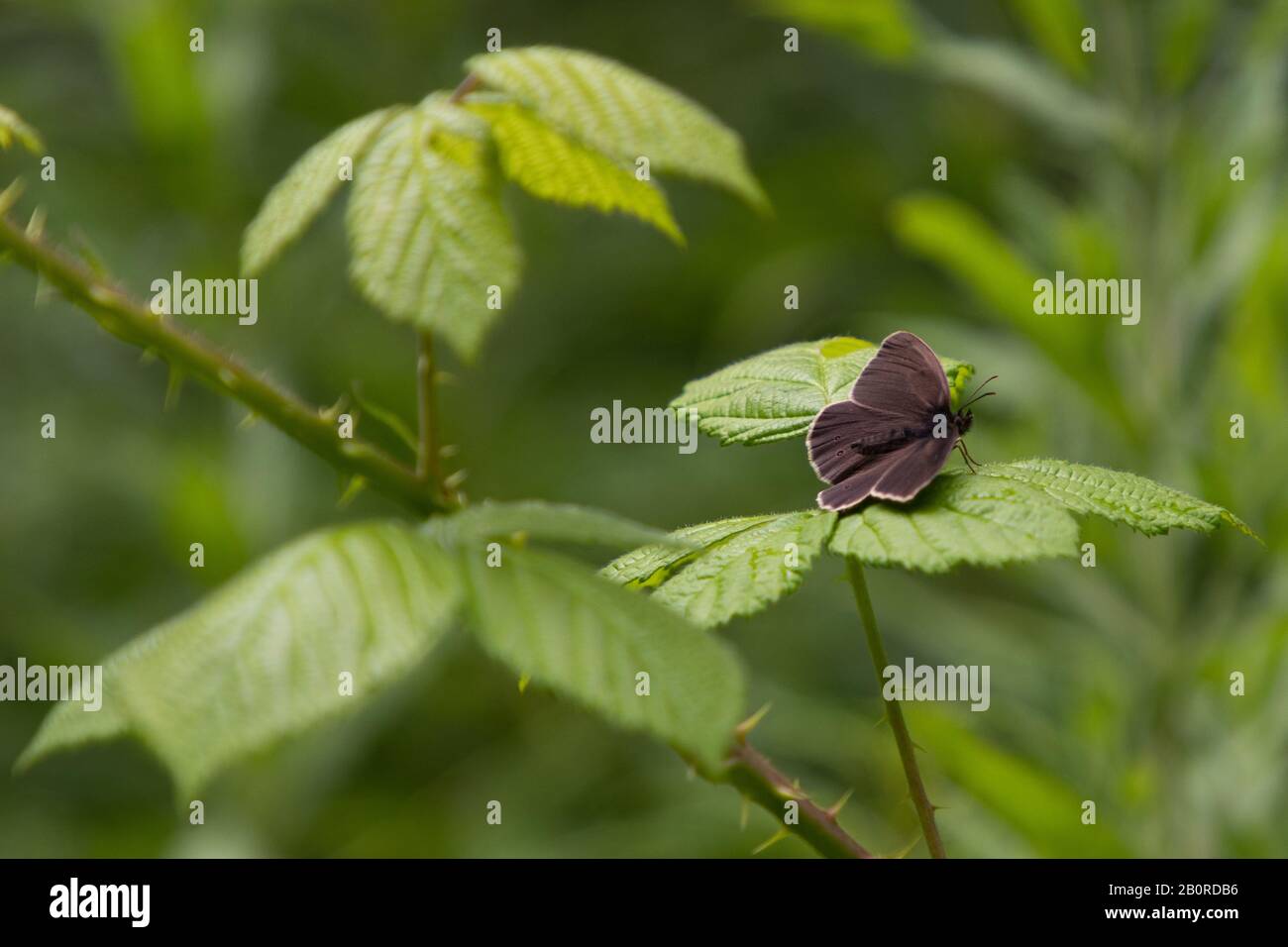 A delicate ringlet butterfly perched on a bramble leaf with foliage in the background Stock Photo