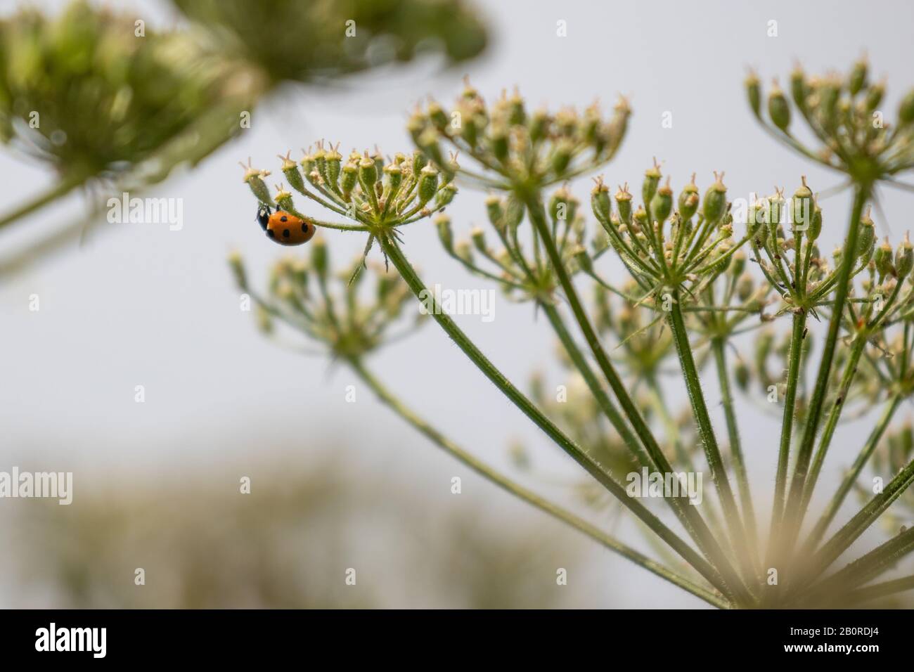 A tiny ladybird climbing up a delicate flower stem in the summer sunshine Stock Photo