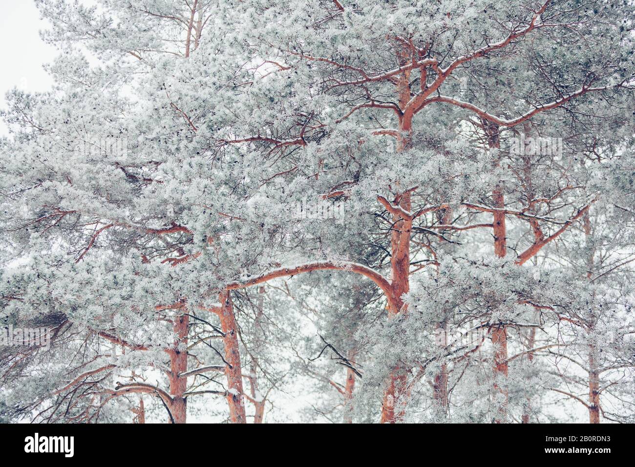 Beautiful winter snowy pine tree branch covered with snow at frosty ...