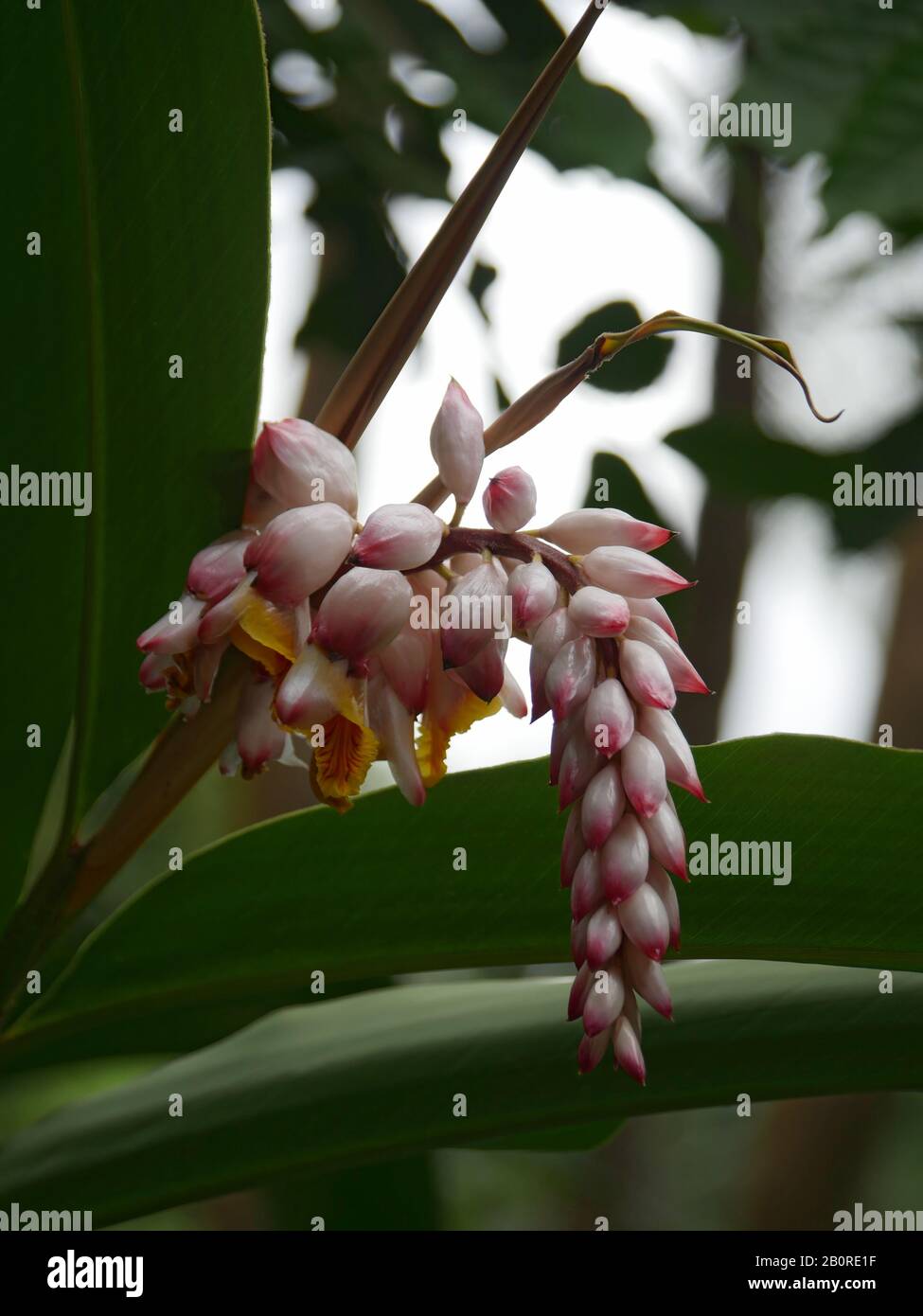 Natural arrangement of light pink shell ginger buds, bokeh in the background Stock Photo