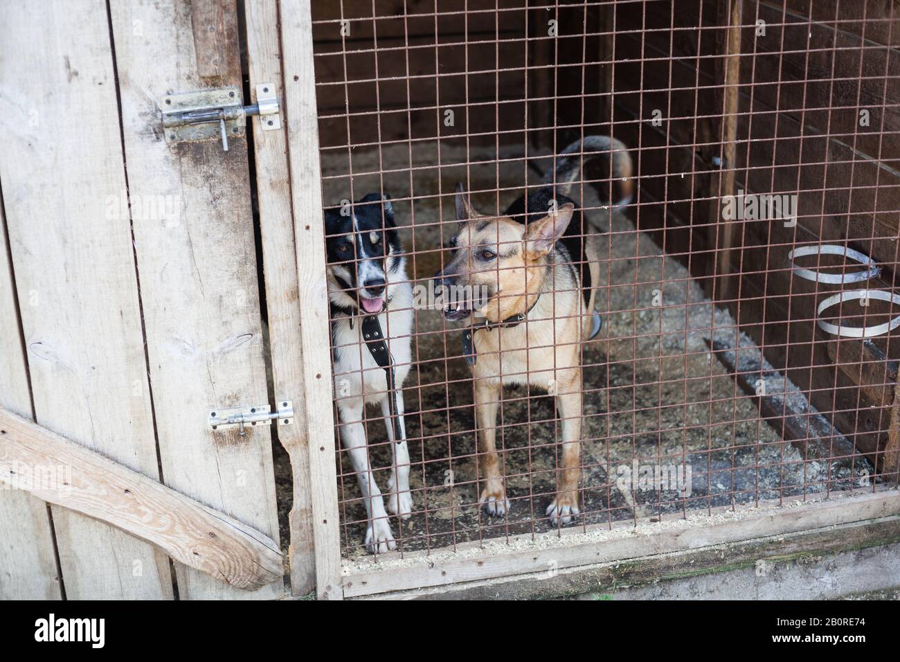 dogs in cage in animal shelter Stock Photo Alamy
