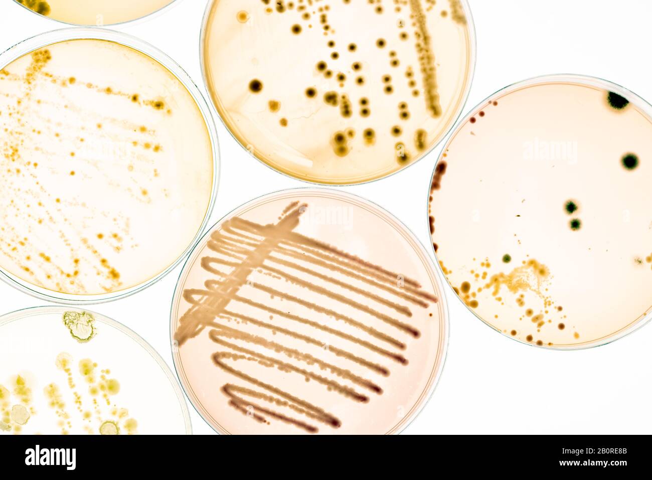 Growing Bacteria in Petri Dishes on agar gel Scientific experiment