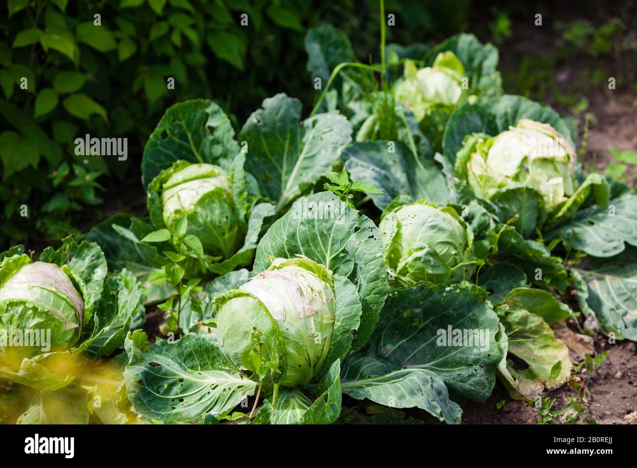 cabbage growing in the garden, Scientific name Brassica oleracea var