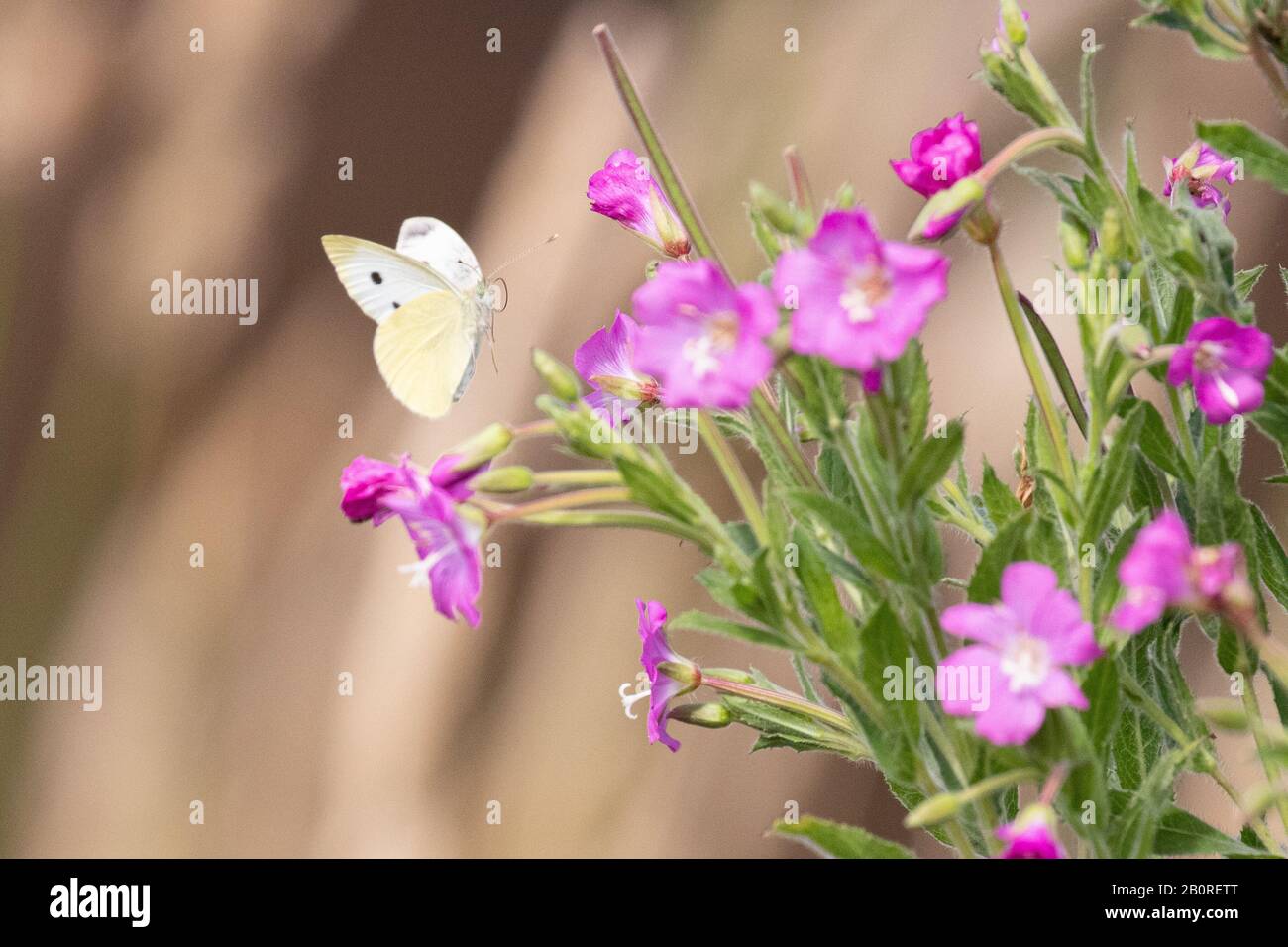 A large white butterfly flying through vibrant pink flowers Stock Photo