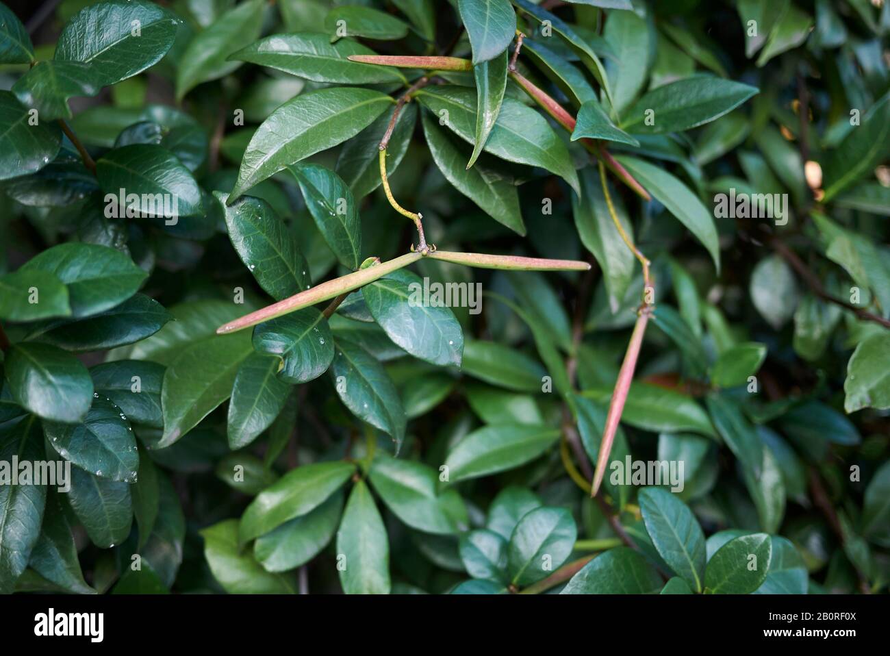 fresh green fruit of Trachelospermum jasminoides climber plant Stock Photo
