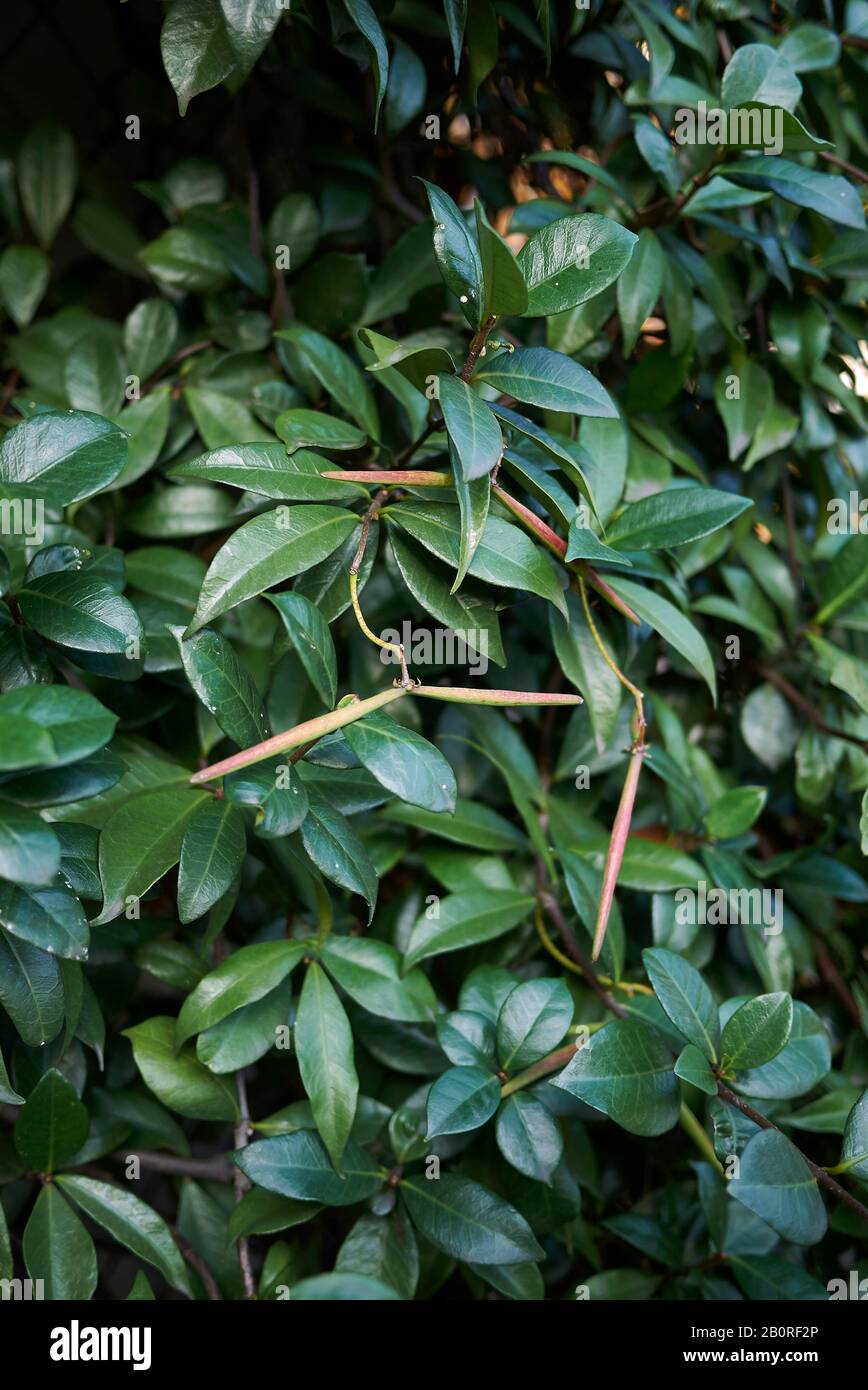 fresh green fruit of Trachelospermum jasminoides climber plant Stock Photo
