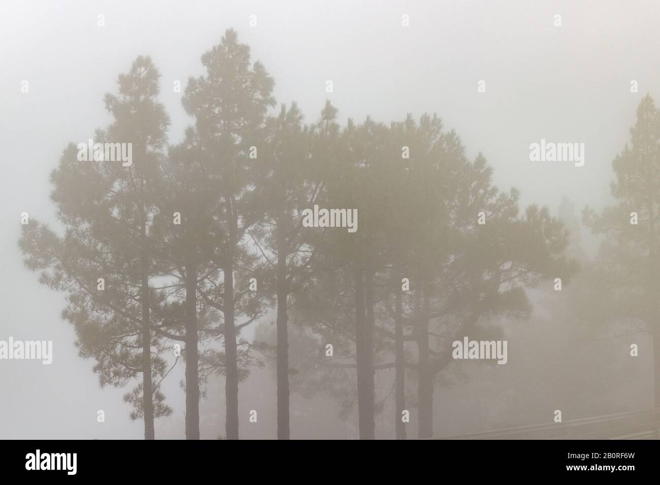 Pine trees in the fog Stock Photo - Alamy