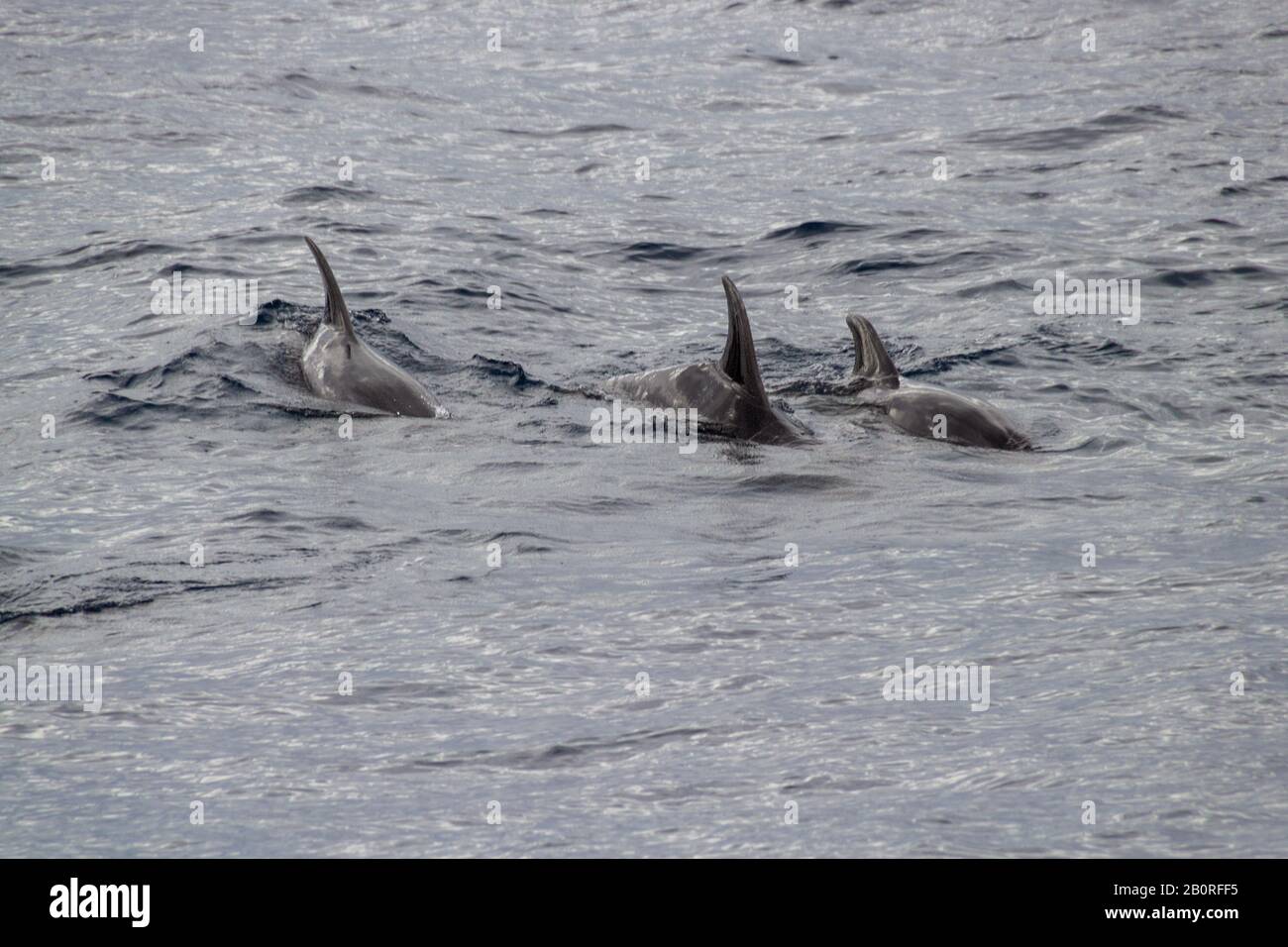 Dolphins In Action Hi-res Stock Photography And Images - Alamy